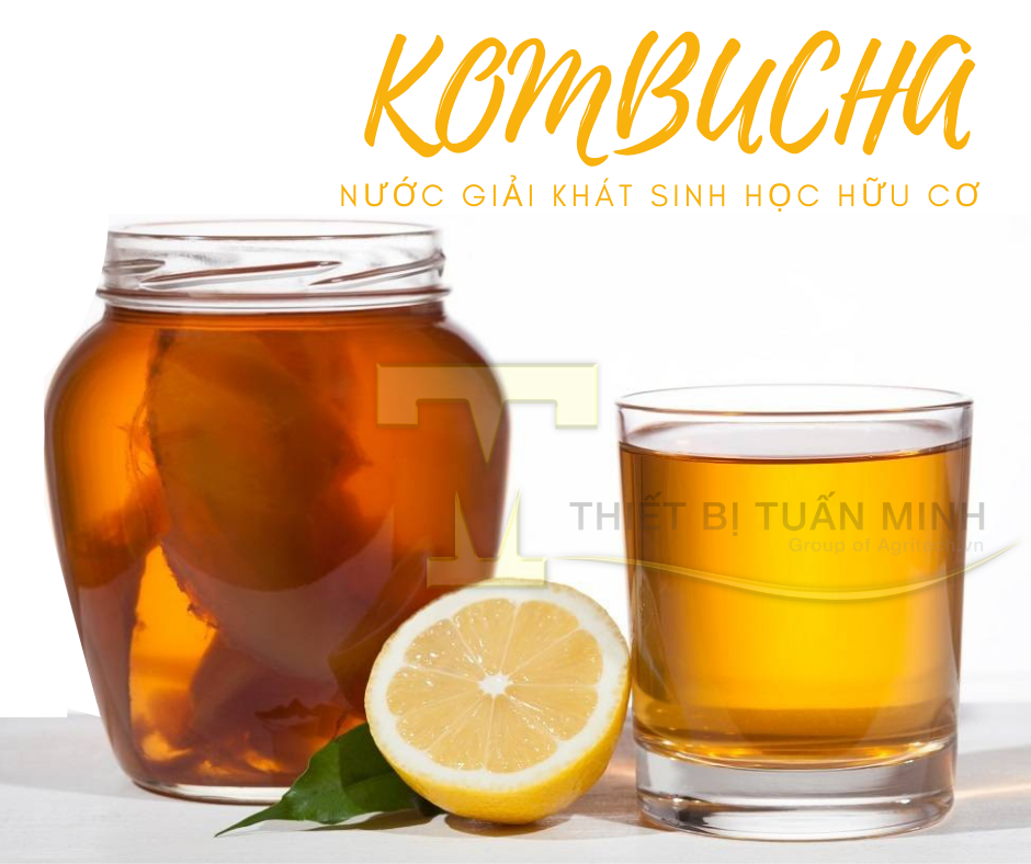 công nghệ sản xuất trà kombucha