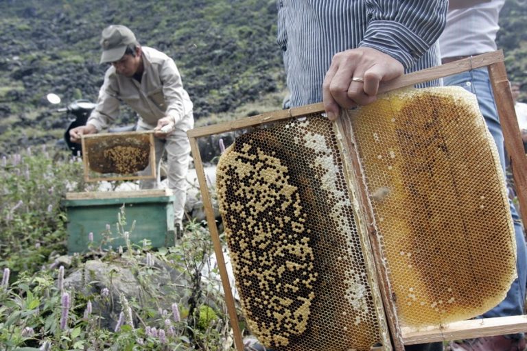 Người dân thu hoạch mật ong ở hà giang