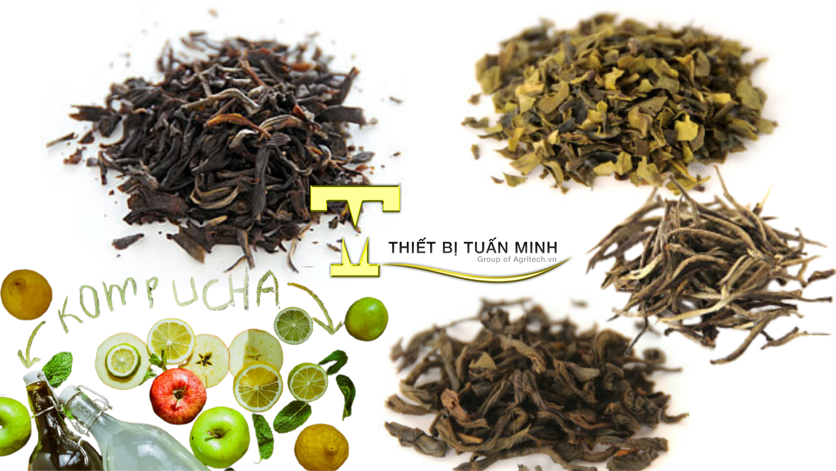 nguyên liệu trà trong nấu kombucha